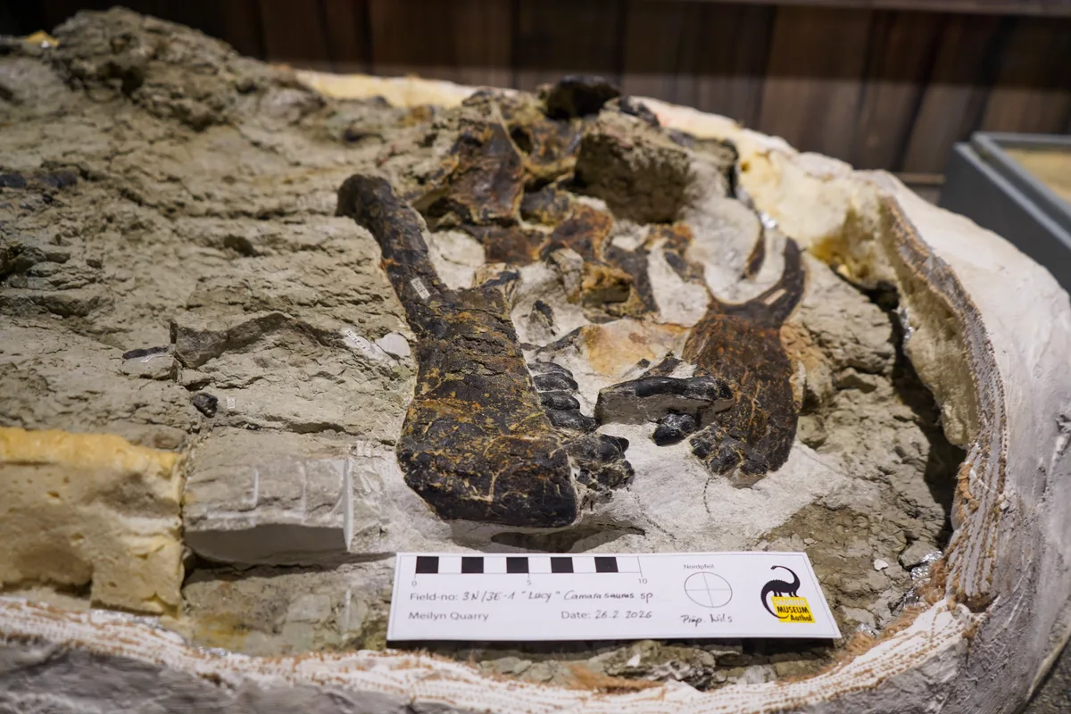 Man sieht den Schädel eines Dinosauriers in einem Gesteinsblock.